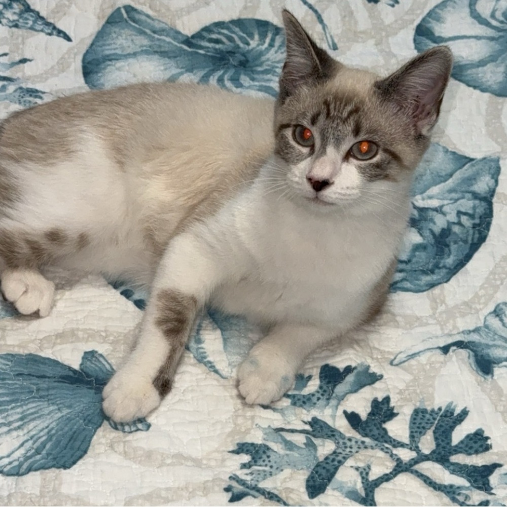 Meet your Posher, Girly